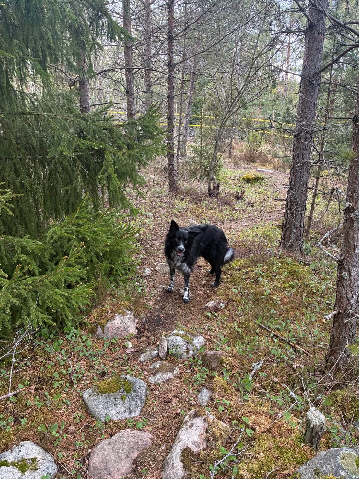 Koirametsä Parainen – koirametsän pääkuva