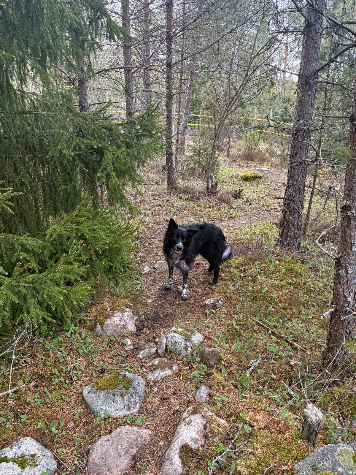 Koirametsä Parainen